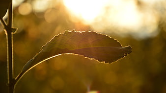 Golden Backlit Leaf Silhouette in Nature