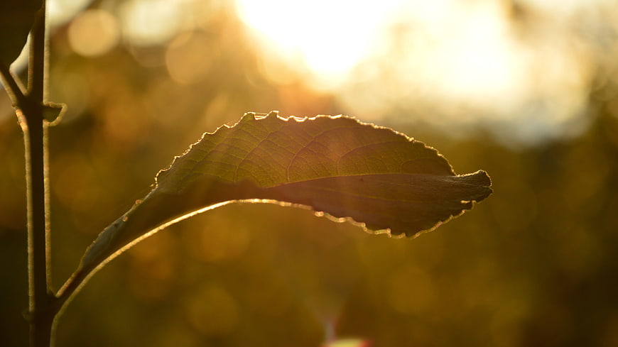 Golden Backlit Leaf Silhouette in Nature