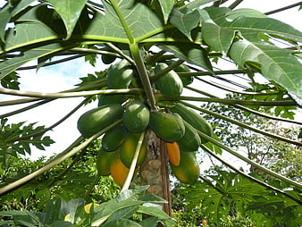 Cluster of green and ripening papayas growing on a tropical tree