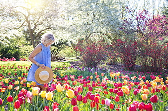 Woman in Blue Dress Walking Through Vibrant Tulip Garden