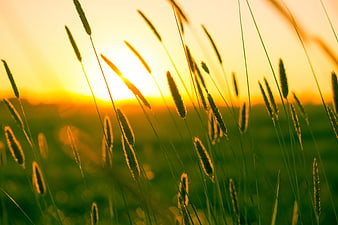 Golden Wheat Grains Backlit by Sunset in Field
