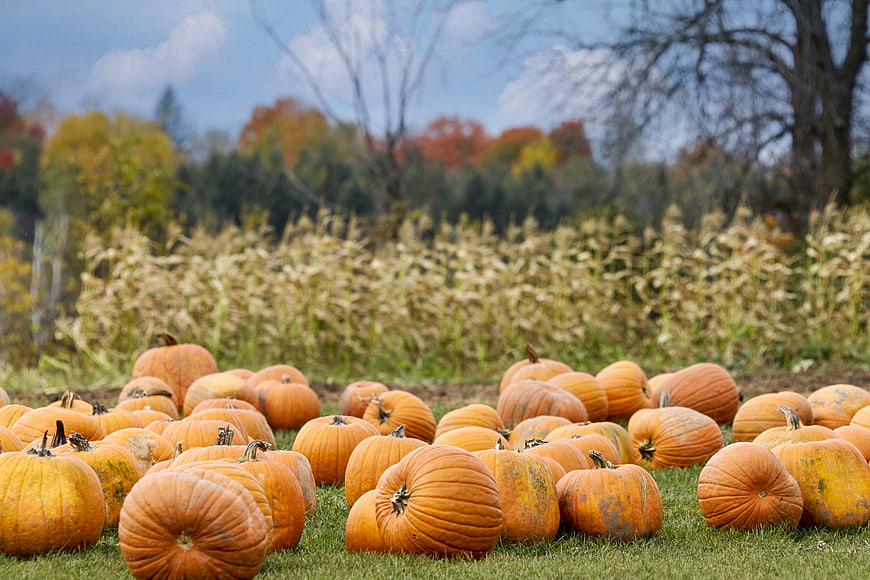 Orange Pumpkins in Autumn Field with Corn Stalks
