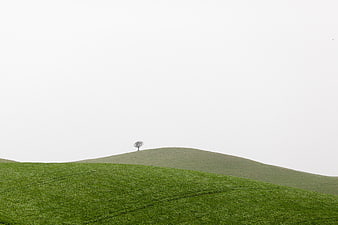 Minimalist Green Rolling Hills with Solitary Tree