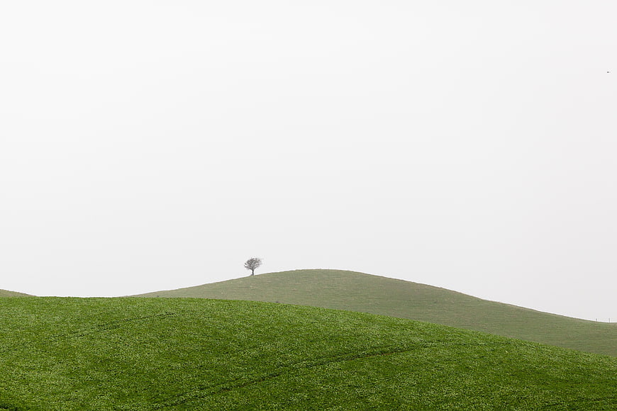 Minimalist Green Rolling Hills with Solitary Tree