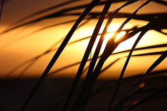 Silhouetted palm fronds against a warm golden sunset sky