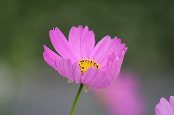 Close-up of Pink Cosmos Flower with Yellow Center
