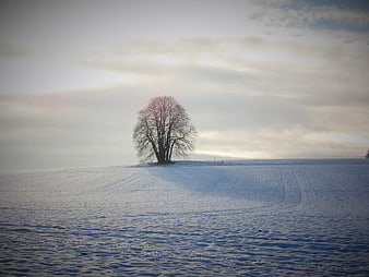 Lone bare tree in snowy winter landscape