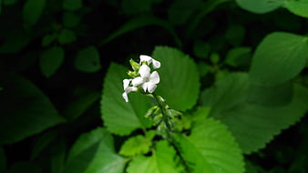 White Flower Bud Amidst Lush Green Leaves
