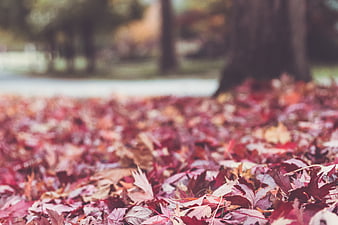 Close-up of red autumn maple leaves on the ground