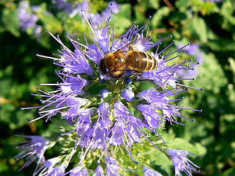 Honeybee Pollinating Purple Monarda Flower Close Up