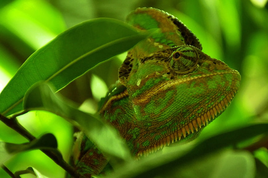 Close-up of a green and yellow chameleon on a leaf