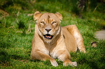 Lioness Resting on Green Grass in Sunlight
