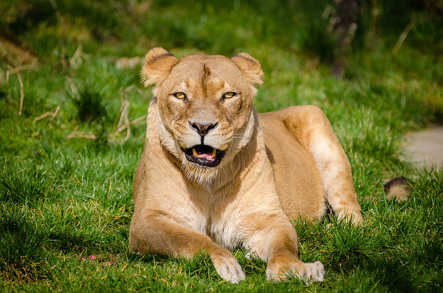Lioness Resting on Green Grass in Sunlight