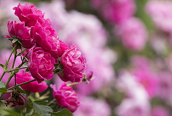 Vibrant Pink Roses in Bloom with Soft Blurred Background