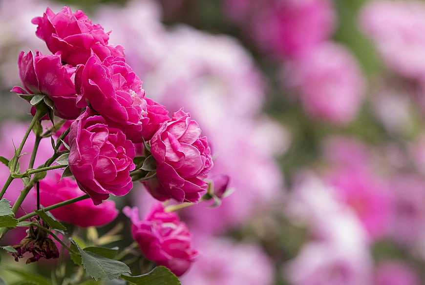Vibrant Pink Roses in Bloom with Soft Blurred Background
