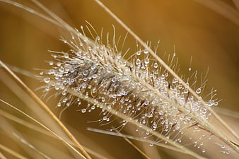 Close-up of golden grass with morning dew drops