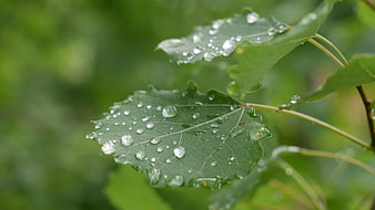 Close-up of green aspen leaves with rain droplets