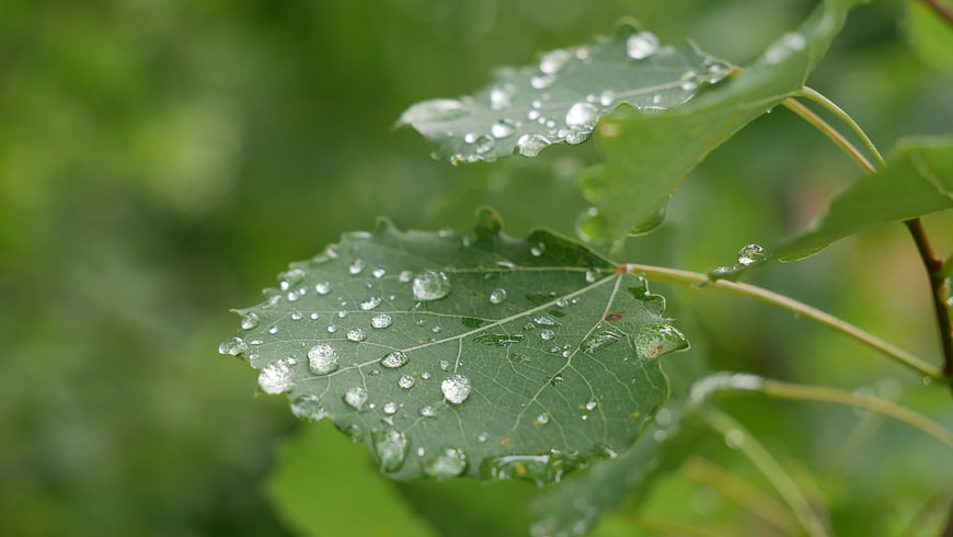Close-up of green aspen leaves with rain droplets