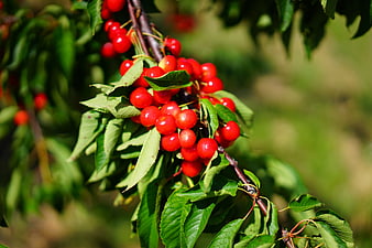 Ripe Red Cherries Hanging on a Tree Branch