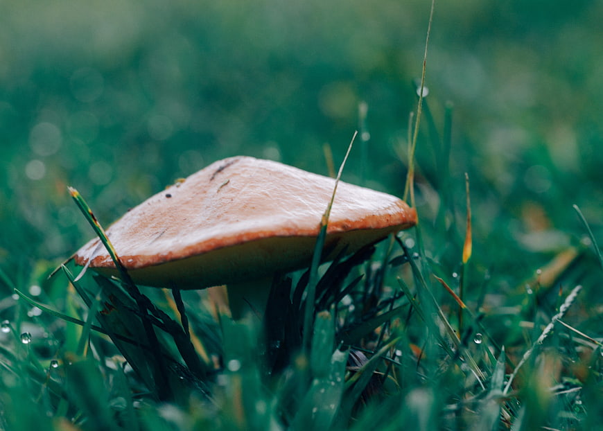 Close-up of a brown mushroom in wet green grass