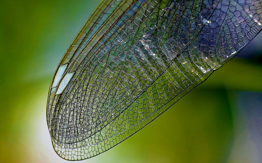 Macro close-up of intricate dragonfly wing veins