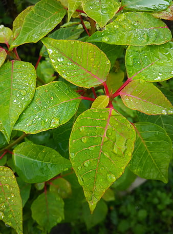 Close-up of vibrant green leaves with red veins and water droplets