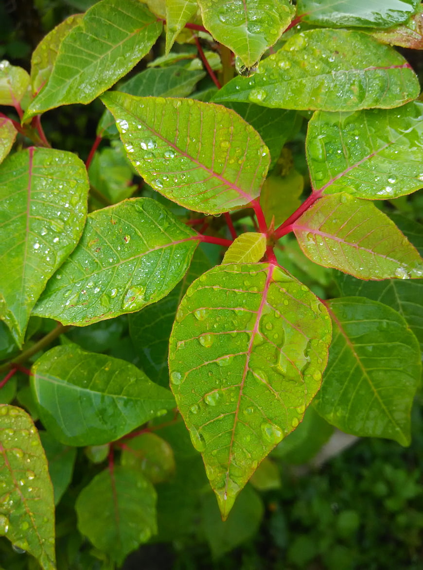 Close-up of vibrant green leaves with red veins and water droplets