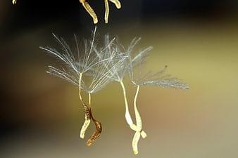 Macro photography of delicate dandelion seeds floating in air