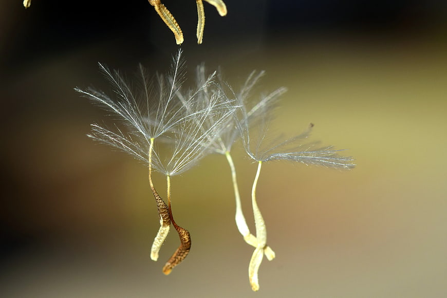Macro photography of delicate dandelion seeds floating in air