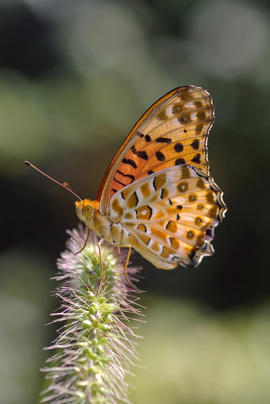 Close-up of Orange Fritillary Butterfly on Flower