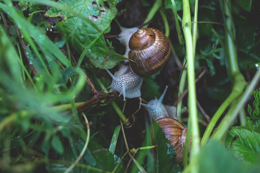 Close-up of two snails on wet green leaves