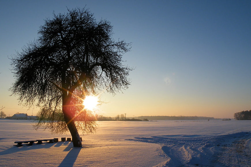Silhouette of bare tree in snowy landscape at sunset
