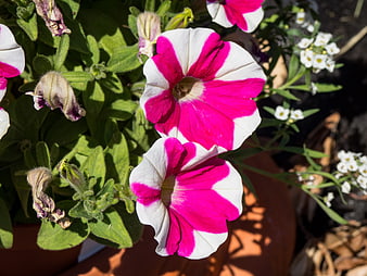 Close-up of Pink and White Petunia Flowers in Sunlight