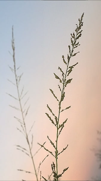 Tall Grass Silhouette Against Soft Sunset Sky