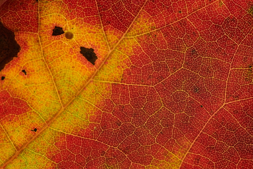 Macro Texture of Red and Yellow Autumn Leaf Veins