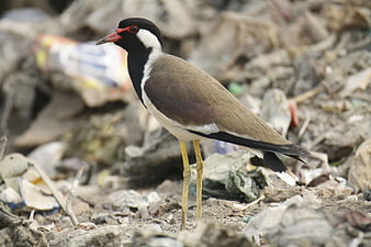 Red-wattled Lapwing Bird Standing on Rocky Ground