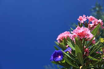 Pink Oleander Flowers Against Blue Sky Background