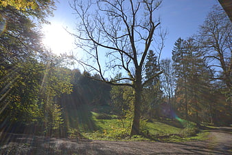 Sunlit Forest Path in Autumn with Bare Tree