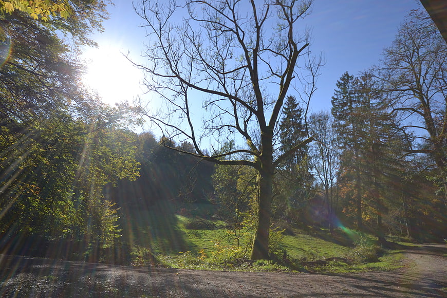 Sunlit Forest Path in Autumn with Bare Tree