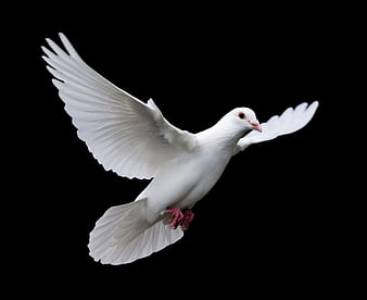 White Dove In Flight Against Black Background
