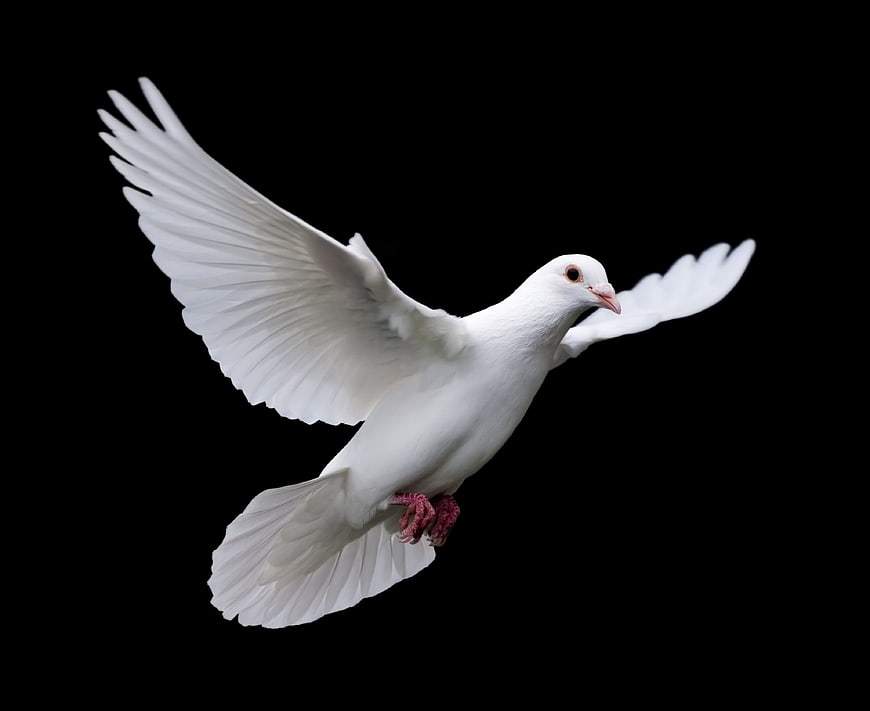 White Dove In Flight Against Black Background