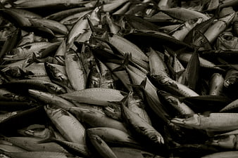 Black and white close-up of a pile of fresh mackerel fish