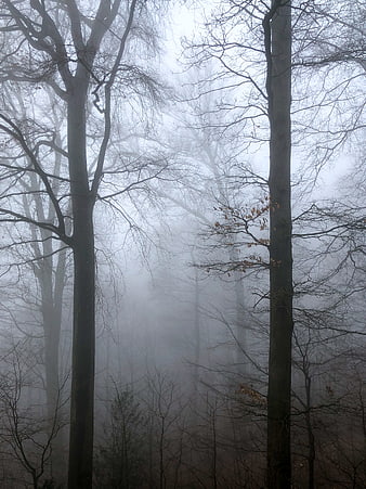 Misty forest with bare trees in foggy woods