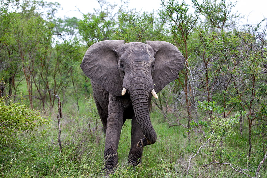 African Elephant Walking Through Green Bushveld