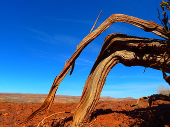Weathered Desert Branches Against Blue Sky
