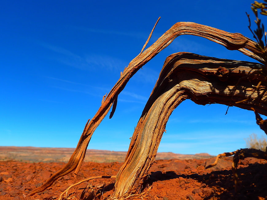 Weathered Desert Branches Against Blue Sky