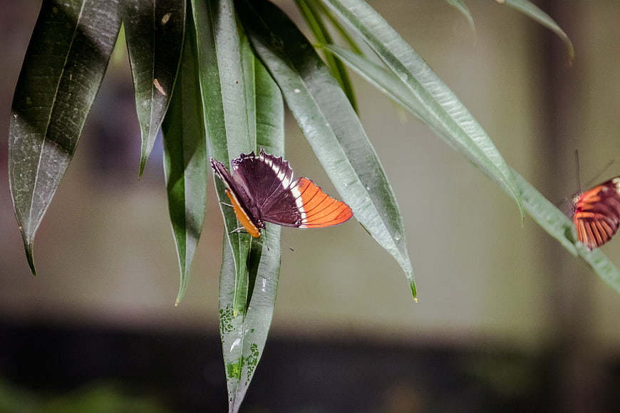 Colorful butterfly resting on green leaf in nature