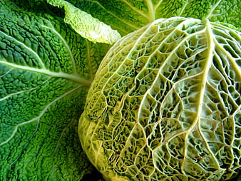 Close-Up of Fresh Savoy Cabbage Texture
