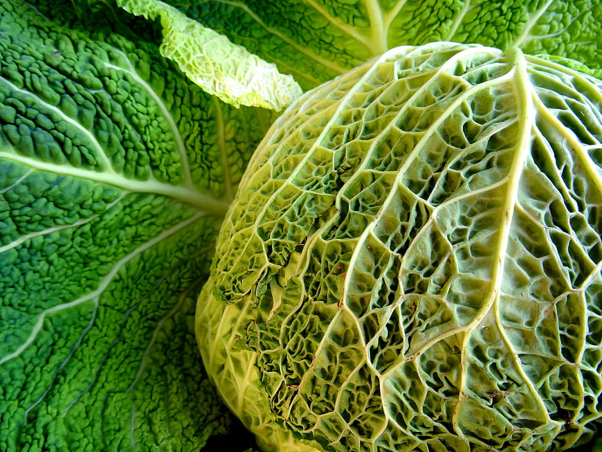 Close-Up of Fresh Savoy Cabbage Texture