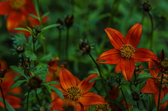 Vibrant Orange Cosmos Flowers in a Lush Green Garden